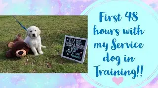 Bringing home my service dog prospect!/First 48 hours with my new puppy vlog!