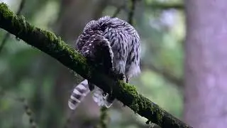 BARRED OWLS OF BYRNE CREEK BURNABY CITY BC CANADA