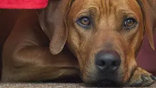 10 Fun Facts About Rhodesian Ridgebacks🐕🔥