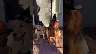 🎃The Cutest Dog Costume Showdown! 🧙&zwj;♀️#halloween #dogcostume #funny #dog #cutedog #puppy