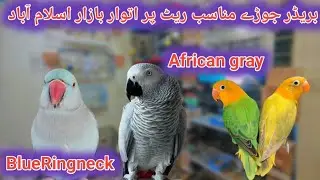 Sunday birds Market Islamabad Peshawar morr h9/ Blue Ringneck/Lovebirds/SunConure/Palefalow #birds
