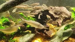 Creek Chubs Mixed In With My Notropis spp.