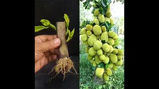 Grow Jackfruit Tree Big Cutting with 100% Success Result