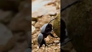 The Secret Life Of DUNG BEETLES&hellip; #dungbeetle #africannature #africansafari #animalfacts #safarifacts