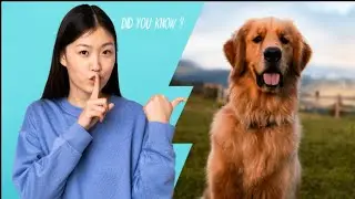 Can dogs understand more than 1000 words spoken by humans? #facts #dogfacts #englishfact #truefacts