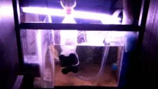 my 20 gallon reef with homemade refugium and skimmer