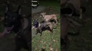 Belgian Malinois live! #viral #shorts #malinois #dogs #dogshorts #funny #puppy #foryou #fyp 