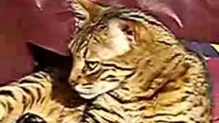 Bengal cat in sun