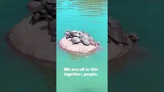 We&rsquo;re in this together! #nature  #peace  #wisdom  #love  #turtle  #silly #inspirational