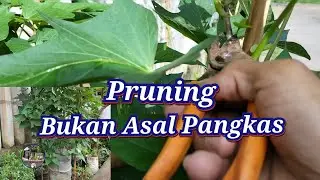 KESALAHAN PRUNING BIKIN UMBI GAGAL BESAR @KEBUNCERDAS025 