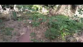 Estou  plantando macaxeira 