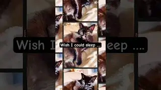 Can&rsquo;t sleep? Count sheep ? #shortsfeed#sleepy#cat #catlover #insomnia #sheep #cat#viral#shortsfeeds