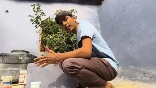 My Secret Routine for Growing Massive Indoor Plants ☘️😁 #art #love #ravanvlog #art #explore #vlog 