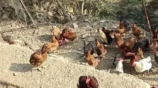 Country Chicken 🐔 Farm at backyard II Hindi/Urdu II