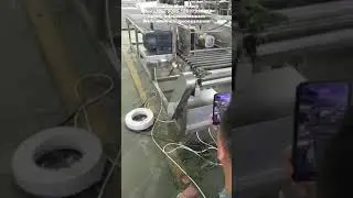Chili Pepper Stem and Cap Cutting Removing Machine