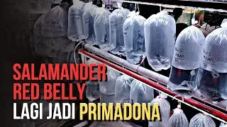 SALAMENDER RED BELLY JADI PRIMADONA DI PASAR || YUK GASKEUN || UPDATE HARGA IKAN HIAS DI JATINEGARA