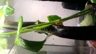 Red eyed tree frogs calling