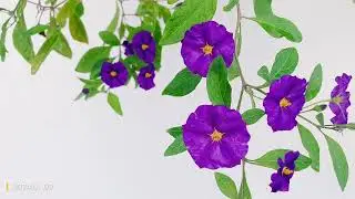 Lycianthes rantonnetii, Paraguay nightshade, Blue Potato Bush blooming in Cyprus winter