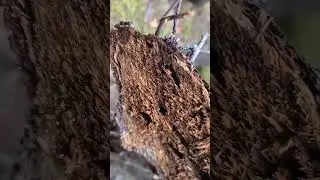 DIY Tree Removal Fail: Ant Nest Surprise