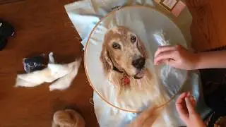Needle Felting Dog Portrait Time Lapse