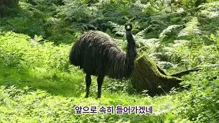 찬송으로 보답할 수 없는 큰 사랑. 시편 100편1절~5절