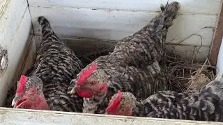 S&iacute;tio de 1 hectare auto sustent&aacute;vel com granja de Galinha Caipira e caipir&atilde;o  