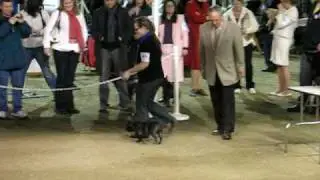 Raine's Dog Competition vid2