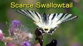 Scarce Swallowtail Pollinates Field Thistle in Strong Wind as Widowmaker Creaks