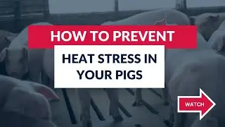 How To Prevent Heat Stress in Your Pigs