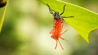 Lychee Stink Bug Nymph | Smartphone Videography