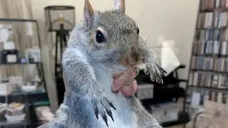 Baby Squirrel Saved&hellip; Now Acting Like a Drama Queen