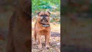 Top 10 Most Intelligent Animals in the World!  #animalfacts #cutepets #cuteanimals #animalshorts
