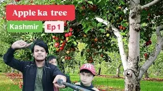 #Kashmir #apple #Garden #Tree #Of #srinagar #Kashmir #red #budgamkashmir