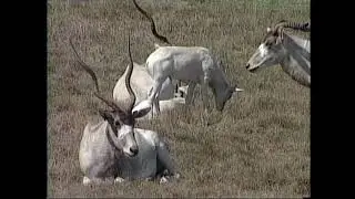 Аддакс - Addax nasomaculatus &ndash; Адакс - Аddax