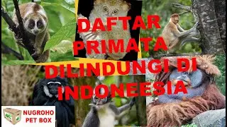 DAFTAR PRIMATA DILINDUNGI DI INDONESIA YANG TERANCAM PUNAH