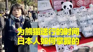旅日大熊猫回国，日本人如何掌握送行时间的？#日本 #看看看日本