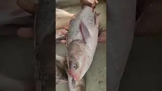 👉the big monster brigade fish 🐉🐉😱‼️#shortsfeed #shorts #trending #trendingshorts #shortvideo