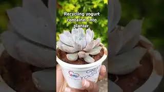 Recycling yogurt container into planter #plants #recycle #gardening #youtubeshorts