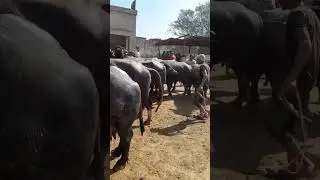 All Buffalo Going To Slaughter House #animals #animalslover