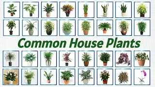 50 House Plants / Best House Plants / Common House Plant Names / 50 Indoor Plants