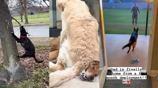 Собаки заставляют нас смеяться и плакать от счастья &mdash; подборка видео с собаками №8