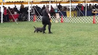 Montgomery County All Terrier Show 2021 Mikey