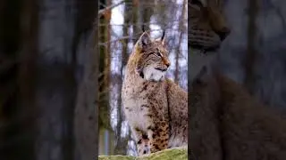 Roar Of A Lynx #animal #animals #animalworld #animalshorts