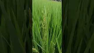 paddy ear head bug