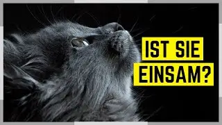 Katzen Einzelhaltung  - Ja oder Nein? Worauf kommt es an?