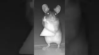 le mut diya tere trap pe #cartoonvideo #funny #cartoon #cartooncartoon #mouse#shorts