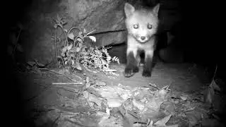 Baby fox at the den probably around 2021