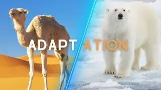 The Incredible World of Animal Adaptations: how animals live in  extreme environment