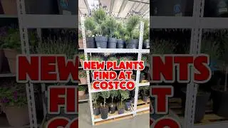 Beautiful Lavender Plants at Costco! 💜 #costcofind #gardening #lavender #plantslover