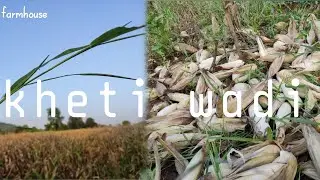 aaj apne khet aa gy ( farming. Village. corn ) vlog 03.